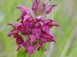 Anacamptis_coriophora_ssp_fragrans_Pedreiras